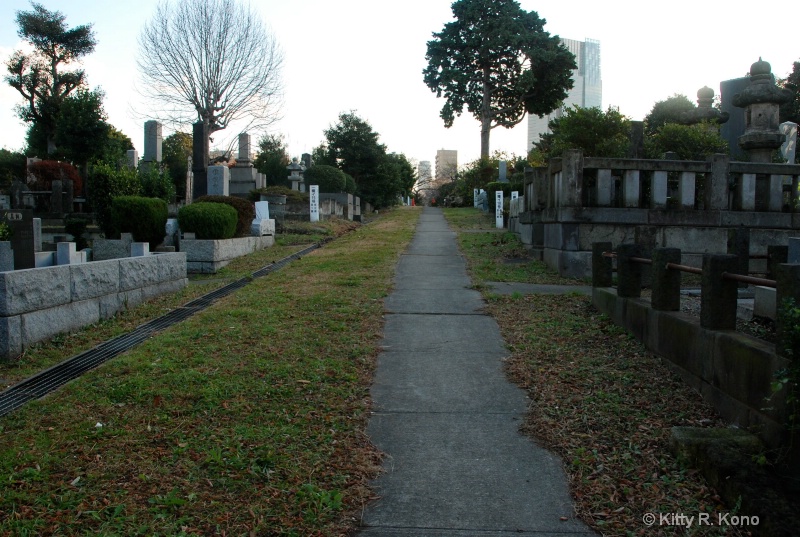 Trees in the Cemetery - Verticle 1