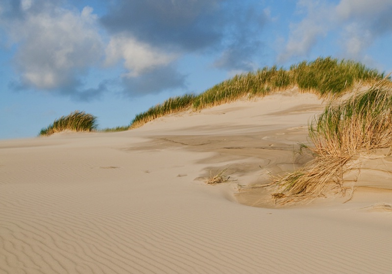 Dune - Raabjerg Mile