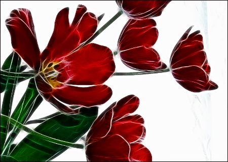 Tulips in Holiday Colors