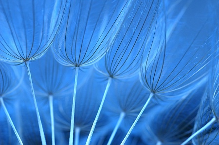 Blue Seeds