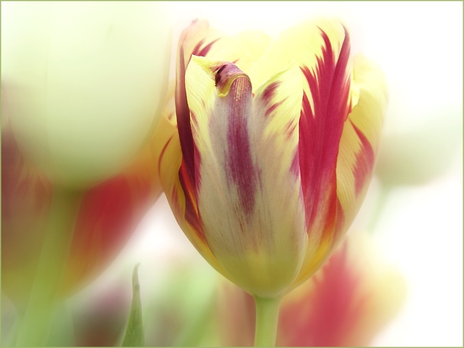 Morning Tulips