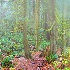 © Leslie J. Morris PhotoID # 7560633: Fog Clearing Snoqualamie Falls Trail