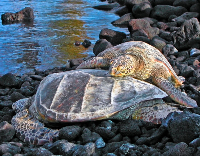 Spooning Honu