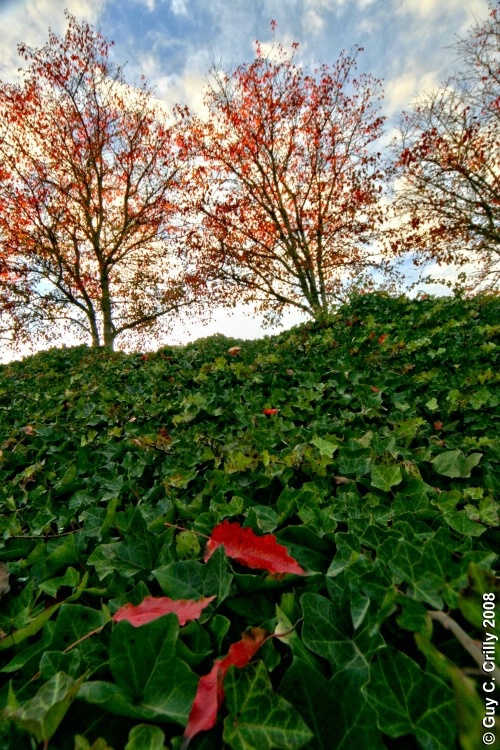 Green-n-Red Leaves