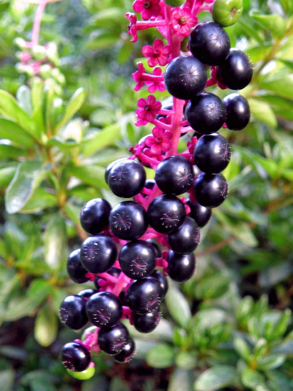 Weed Berries