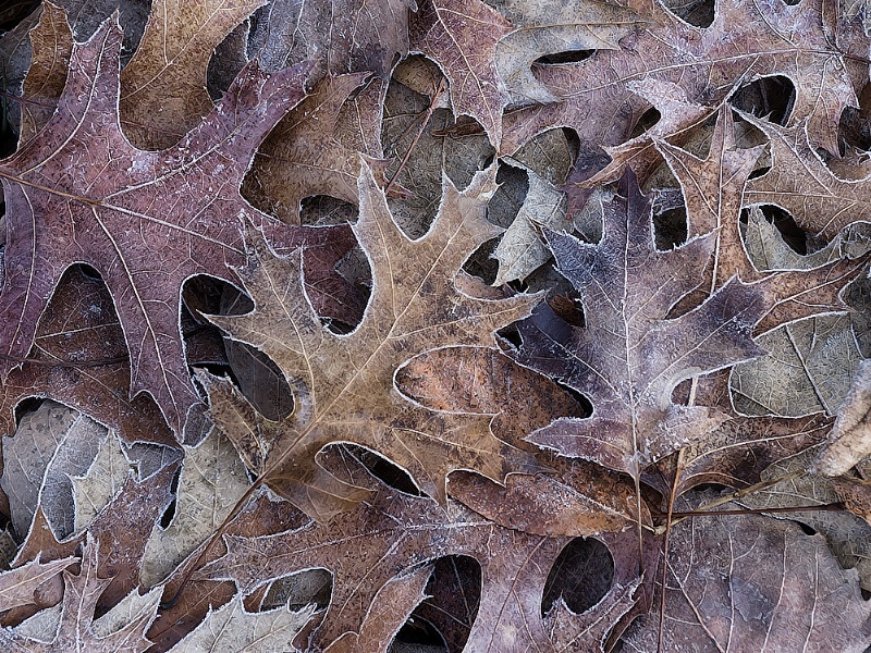 Frosted Oaks - ID: 7570314 © Laurie Daily