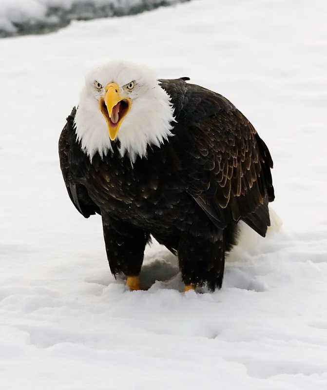 Screaming Eagle, Haines, AK