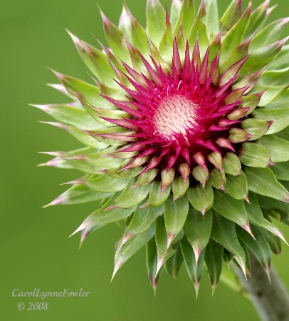 Christmas Colored Thistle