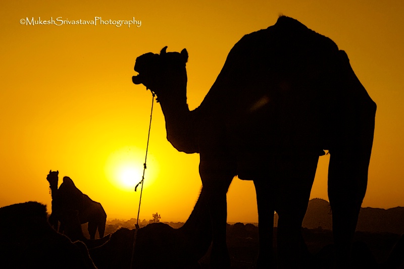 Camels of Desert