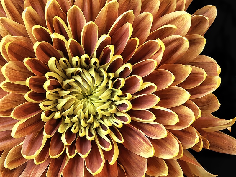 Chrysanthemum