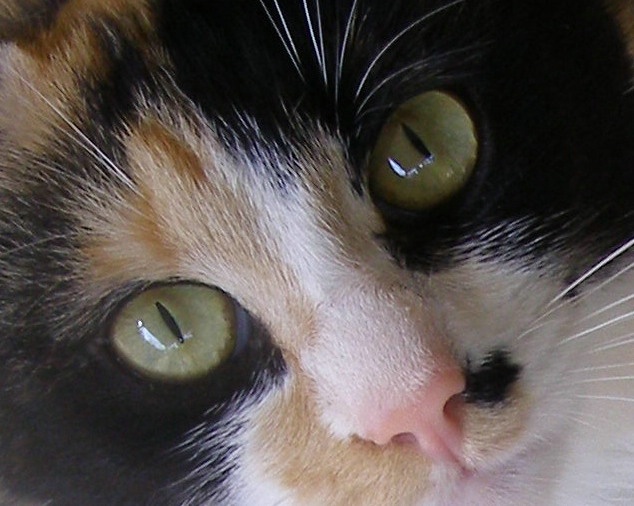 Tennessee Calico Cat 