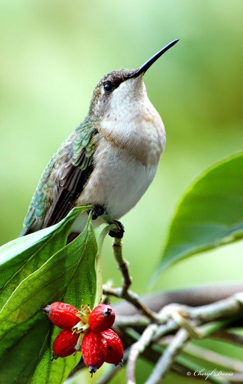 Hummingbird Portrait