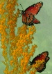 Butterfly Fantasy...