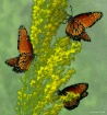 Butterfly Fantasy...