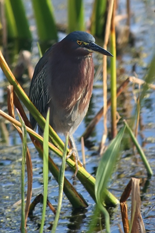 Green Heron