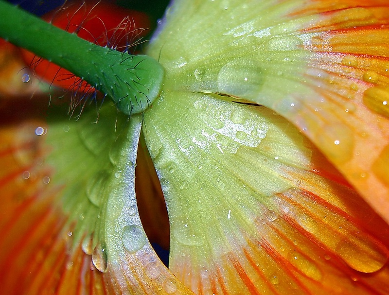 Poppy Hairs