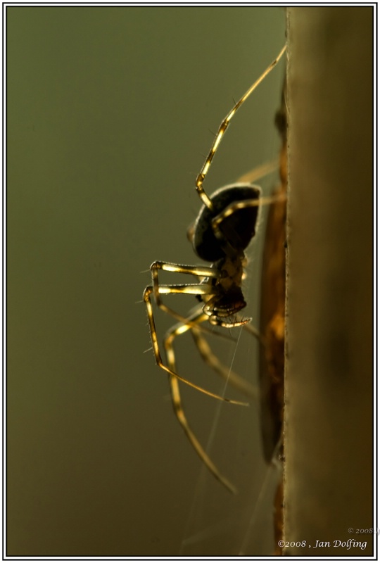 Miniature spider