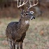 © William J. Pohley PhotoID # 7584119: whitetail  wjp mg 3321