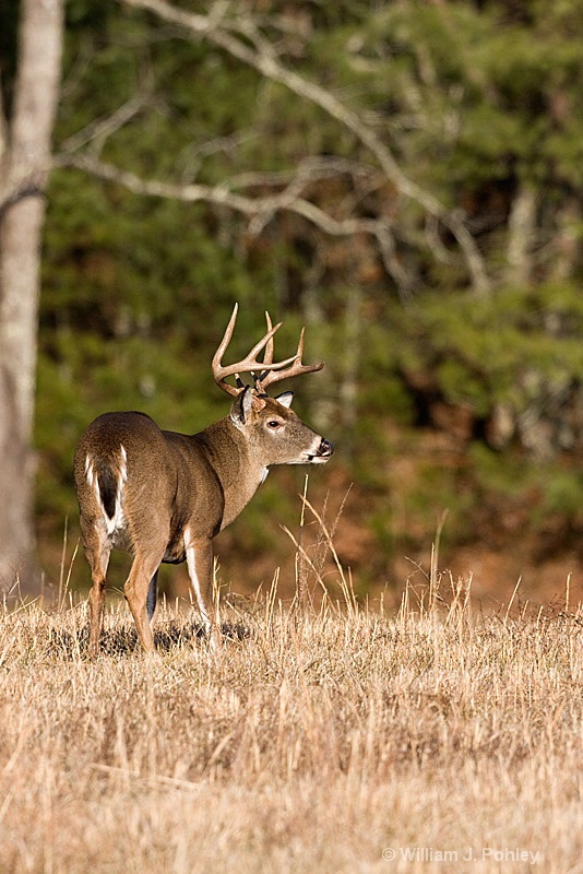 whitetail  wjp mg 3821 - ID: 7584134 © William J. Pohley