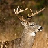 © William J. Pohley PhotoID # 7584207: whitetail  wjp mg 1009