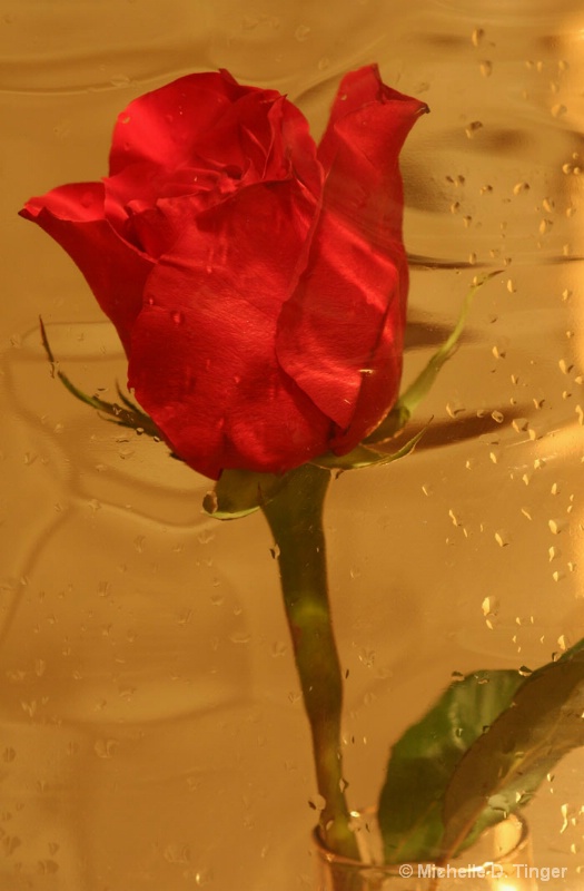 Textured Rose