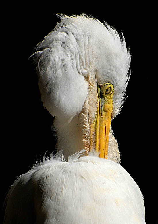 Yellow Beak