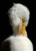 Yellow Beak
