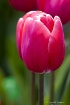 A Soft Red Tulip
