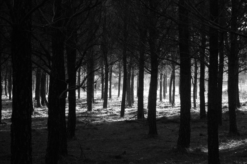 The Woods Are Lovely, Dark And Deep