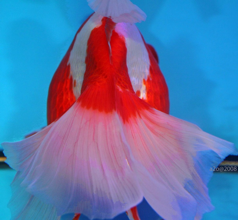 Lady in Red