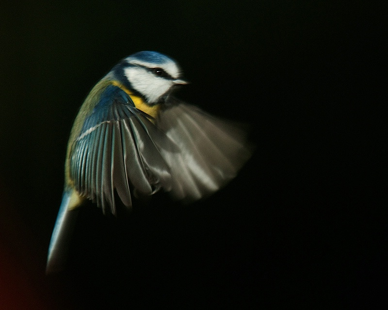 Blue Tit In Flight