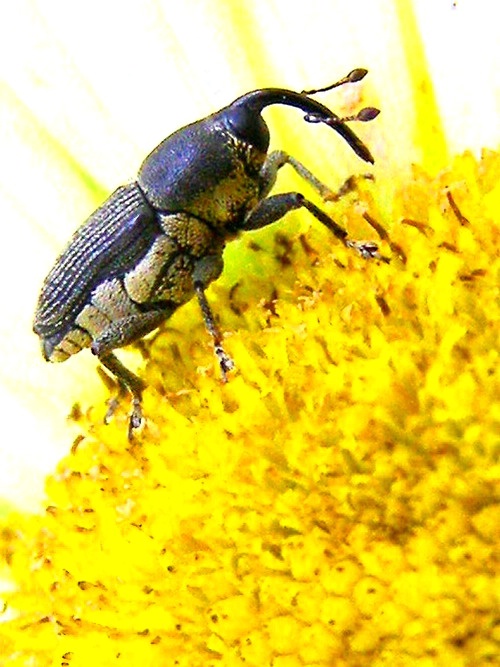 Tennessee Bug