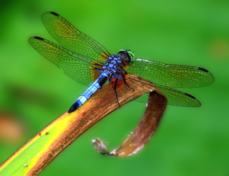 Dragonfly Macro