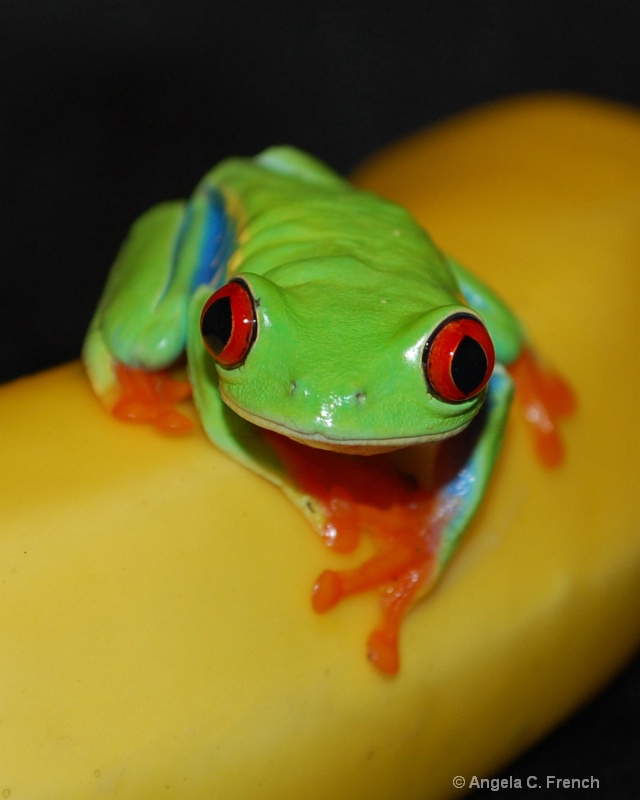 Banana Frog