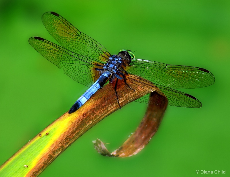 Dragonfly Macro B