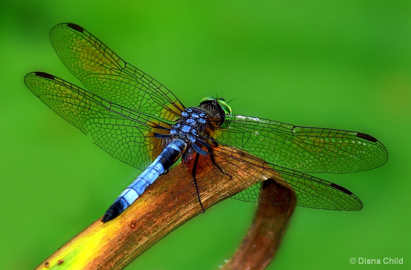 Dragonfly Macro C
