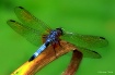 Dragonfly Macro C