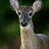 © Sara And Dick PhotoID# 7588470: 