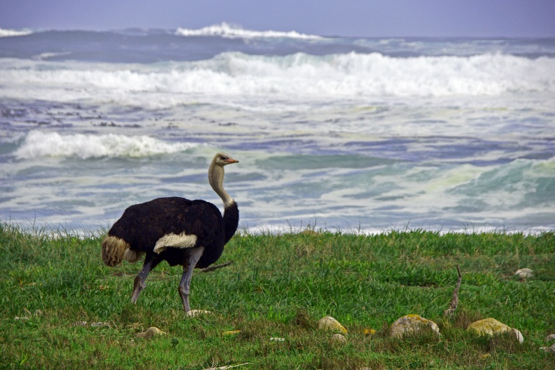 Ostrich of Good Hope