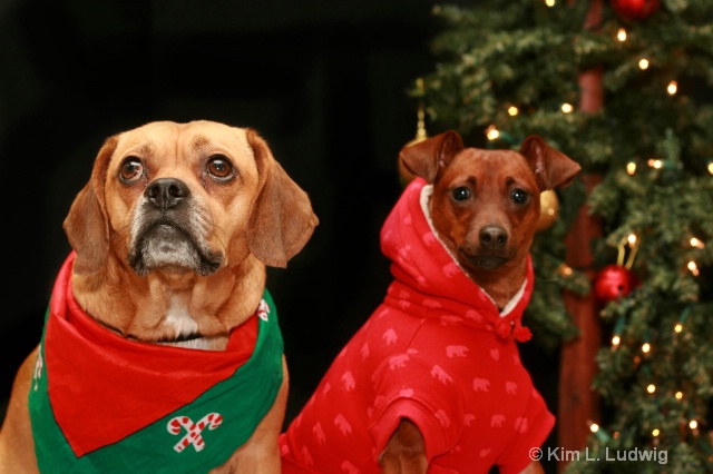 Christmas Pups - ID: 7591590 © Kim L. Ludwig