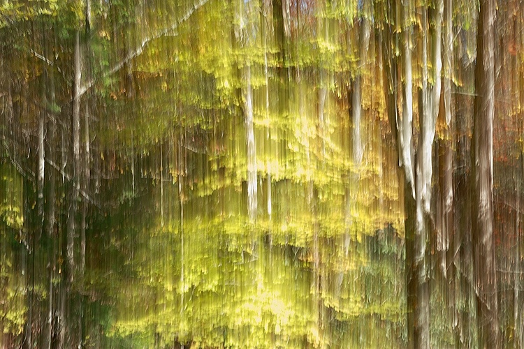 Camera Painted Fall Trees
