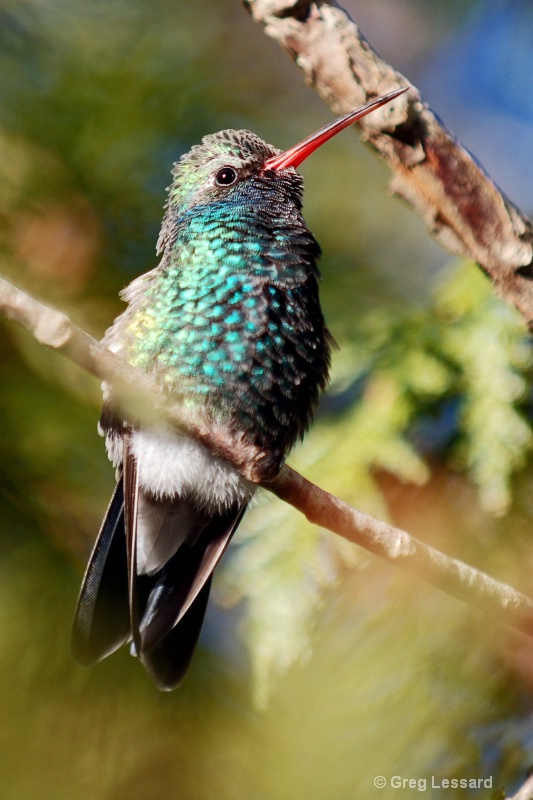 Broad Billed Hummingbird - ID: 7602930 © Greg Lessard
