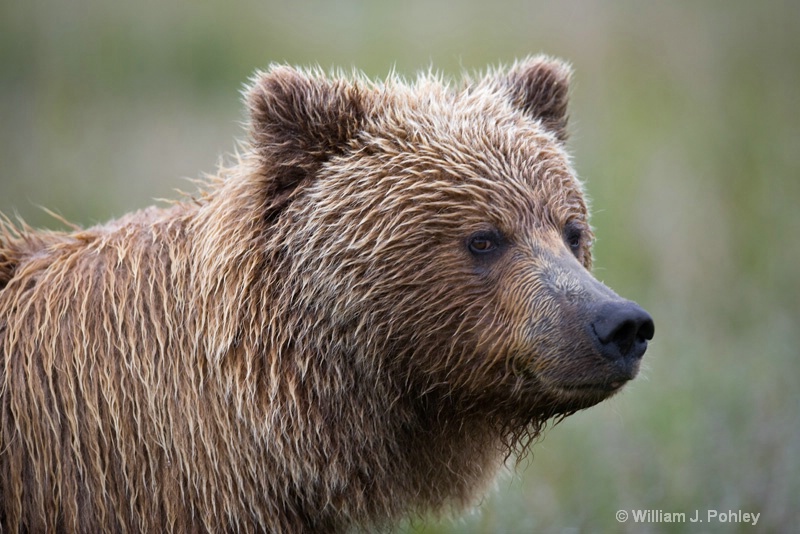 brown bear  wjp mg 0181 - ID: 7603399 © William J. Pohley