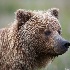© William J. Pohley PhotoID # 7603399: brown bear  wjp mg 0181