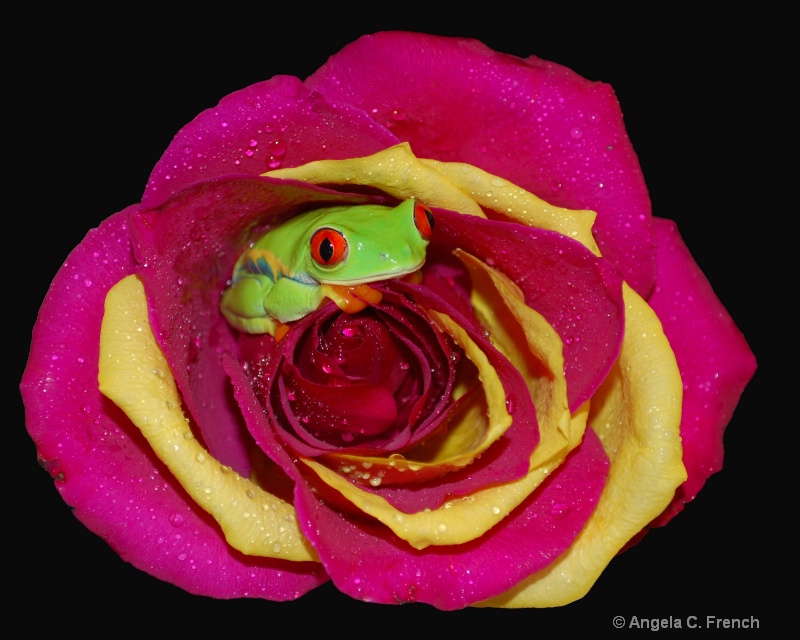 Red and Yellow Petals