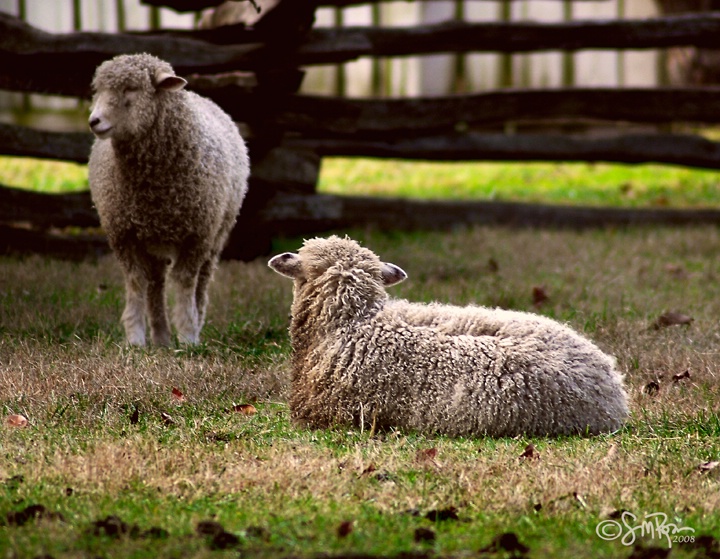 The Sheep of Williamsburg