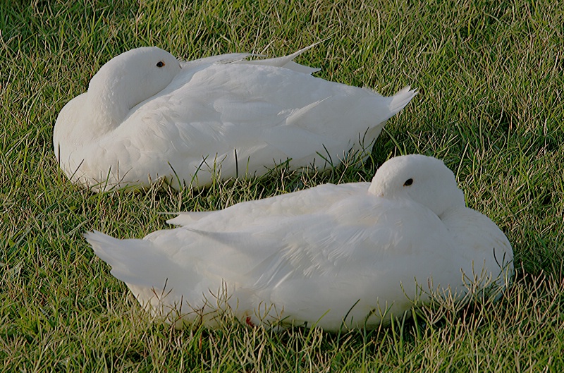 A  TOGETHERNESS TO  A  REST