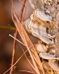 Tree Spores