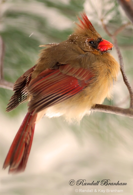 Female  Cardinal  winter freeze