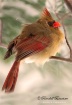 Female  Cardinal ...